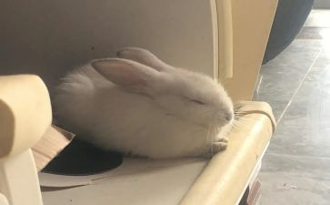大班兔子舞教案5篇