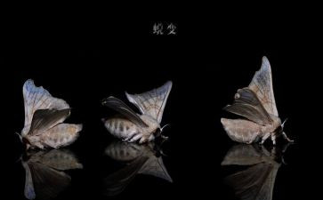 我蜕变作文600字作文6篇