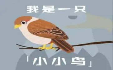 画小鸟教案推荐8篇