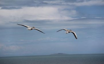 我要飞800字作文5篇