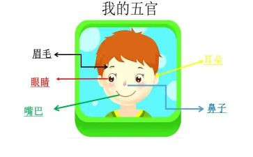 认五官教案优质6篇