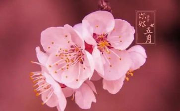 五月保育工作总结5篇