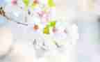 幼儿园大班五月工作计划5篇