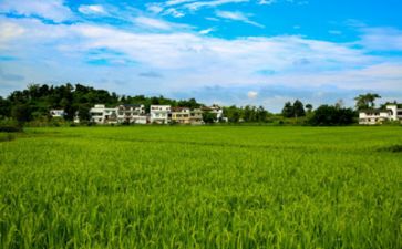 调研报告乡村8篇