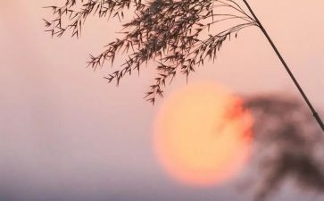 《骆驼祥子》每章心得体会7篇