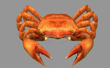 小螃蟹的教案精选7篇