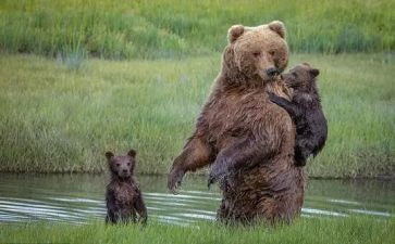 小班熊的主题教案参考5篇