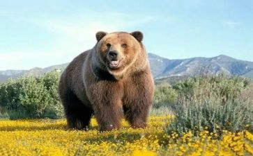 小班熊的主题教案最新8篇