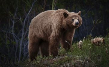 幼儿园小熊教案6篇