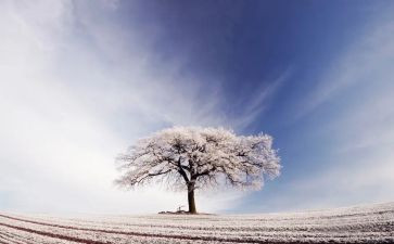 雪的读后感500字作文7篇