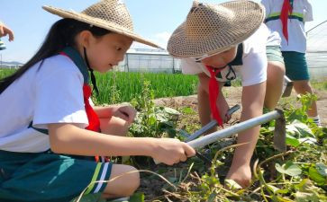 小学农村校长述职报告精选7篇