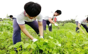 小学农村校长述职报告5篇
