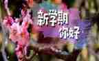 幼儿园中班一学期个人总结6篇