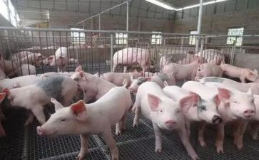 养殖猪总结报告5篇
