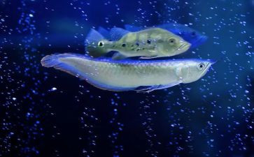 幼儿园大班关于鱼的教案5篇