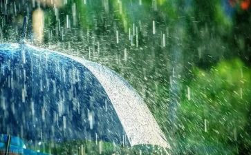 雨中的树电影观后感6篇