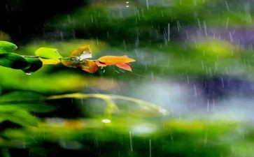 大班关于雨的社会教案8篇