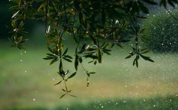 雨读后感500字优质5篇