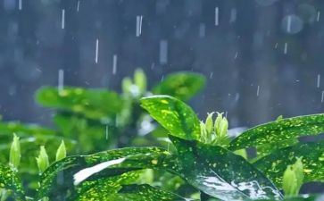 雷雨的心得体会8篇