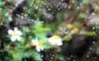 雨中的作文600字作文精选5篇