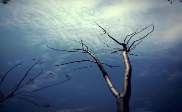 远和近读后感800字推荐7篇