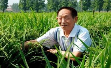 以袁隆平为主的作文8篇