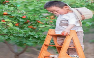 中班音乐摘果子教案6篇