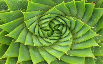 植物实习报告7篇