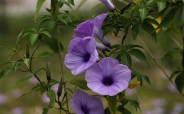 植物调查报告5篇