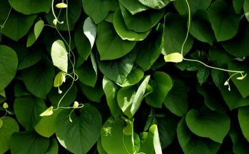 参观植物心得体会7篇