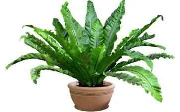植物实习报告通用5篇
