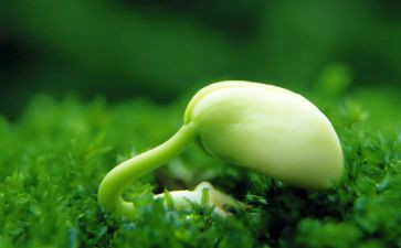 种子的力读后感6篇