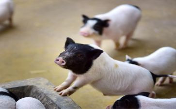 幼儿游戏赶小猪教案6篇